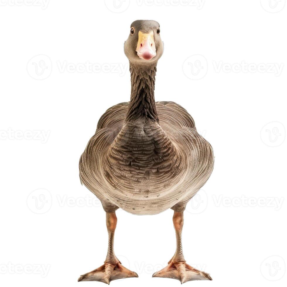 Greylag goose standing on white background looking forward photo
