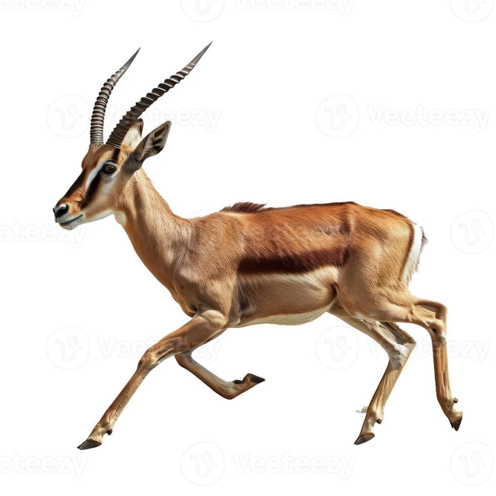 Thomson's gazelle running isolated on white background photo