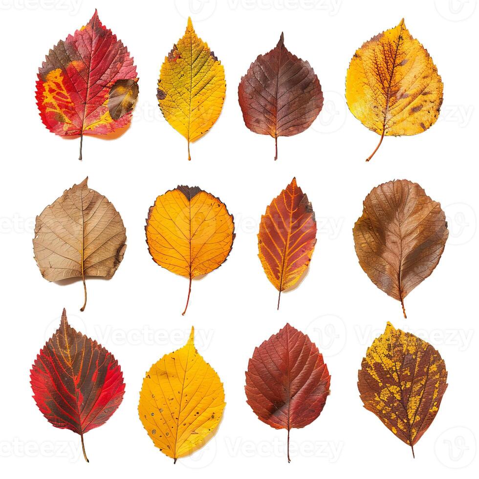 Showing twelve colorful autumn leaves, isolated on white background photo