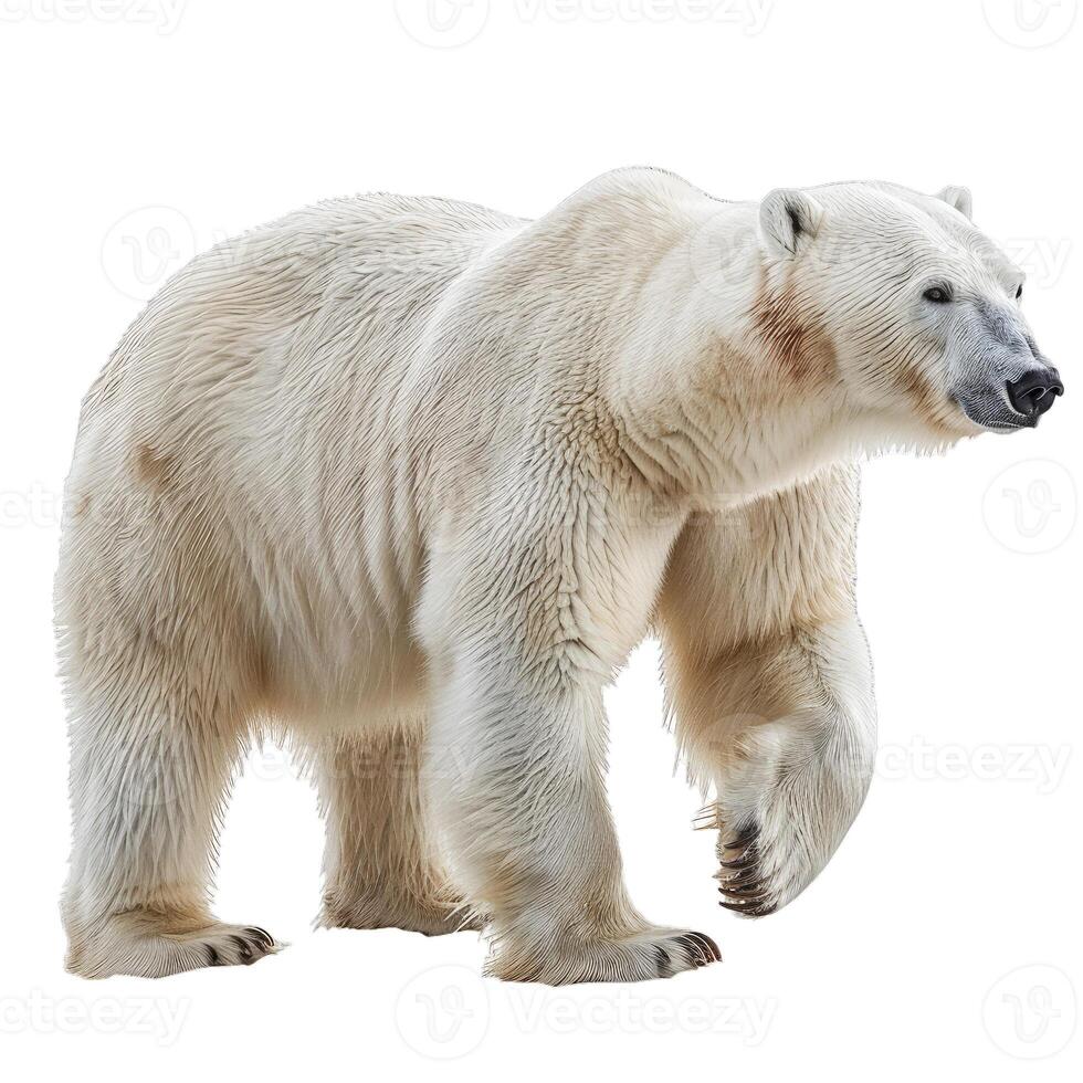 Large male polar bear walking on white background photo