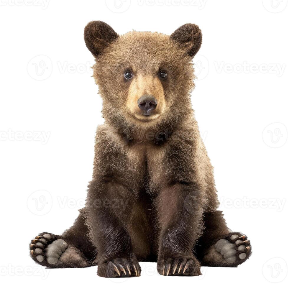 Adorable brown bear cub sitting on white background photo