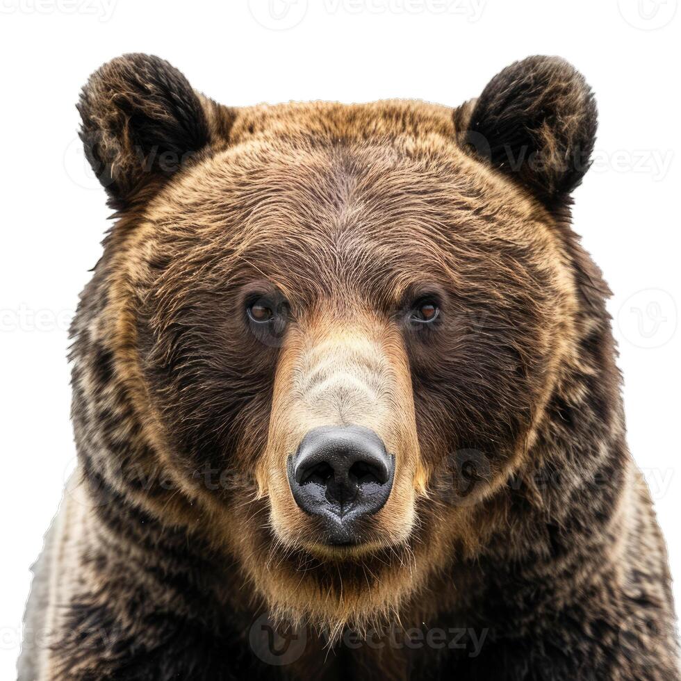 Large brown bear staring intently with white background photo