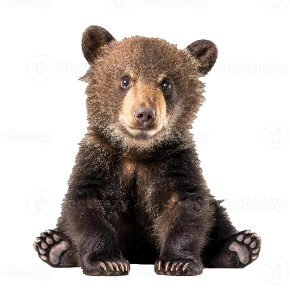 Adorable brown bear cub sitting on white background photo