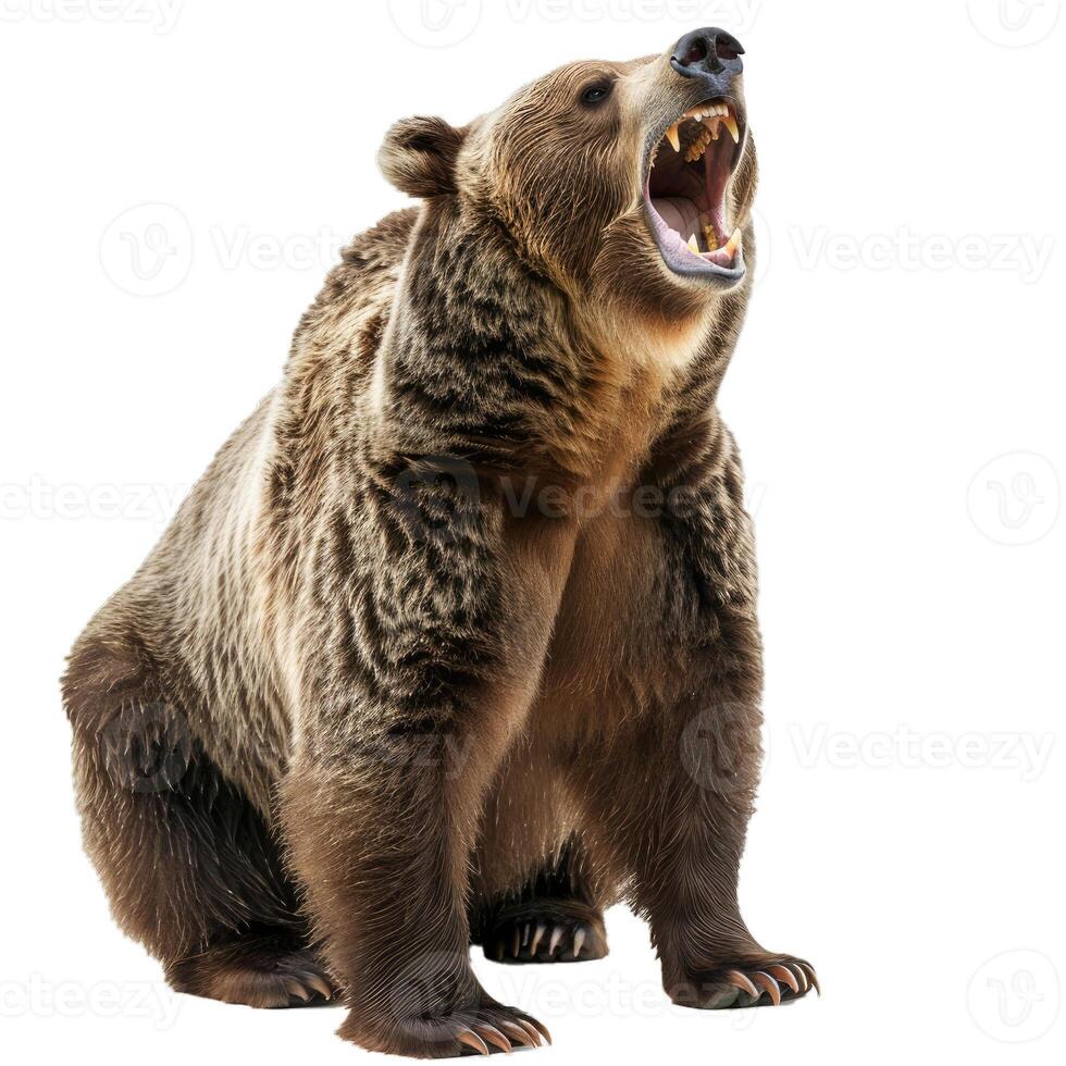 Large brown bear standing and roaring on white background photo