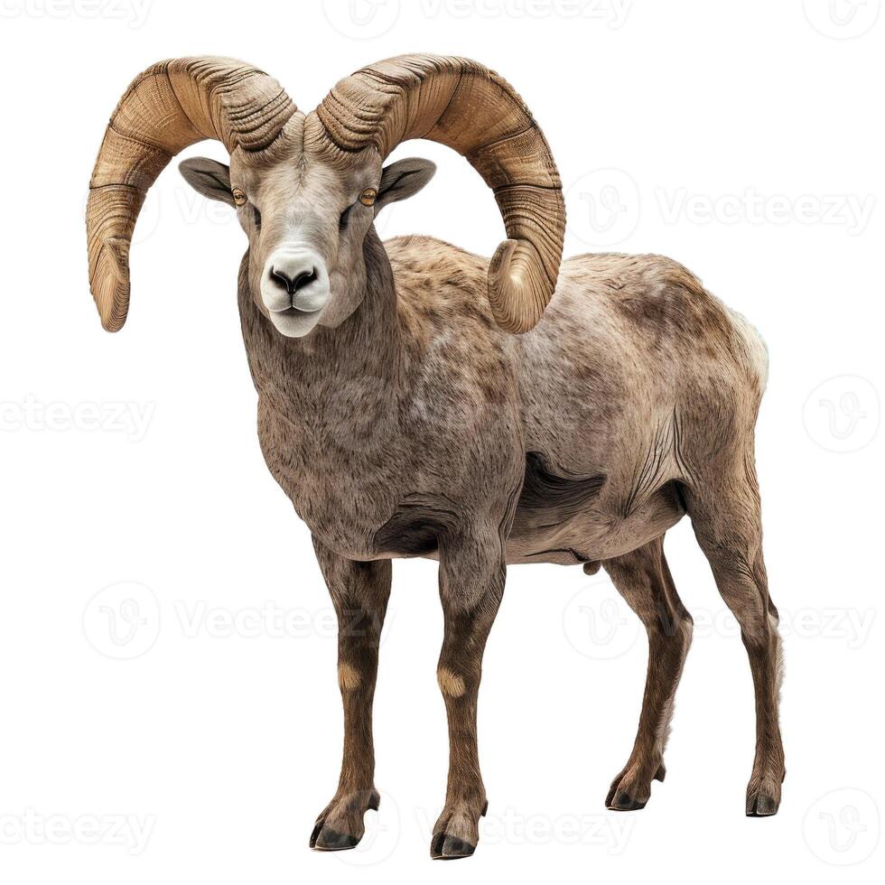 Powerful bighorn sheep ram standing on white background photo