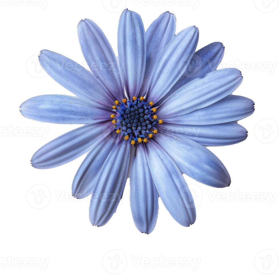 Blue cape marguerite daisy blooming isolated on white background photo
