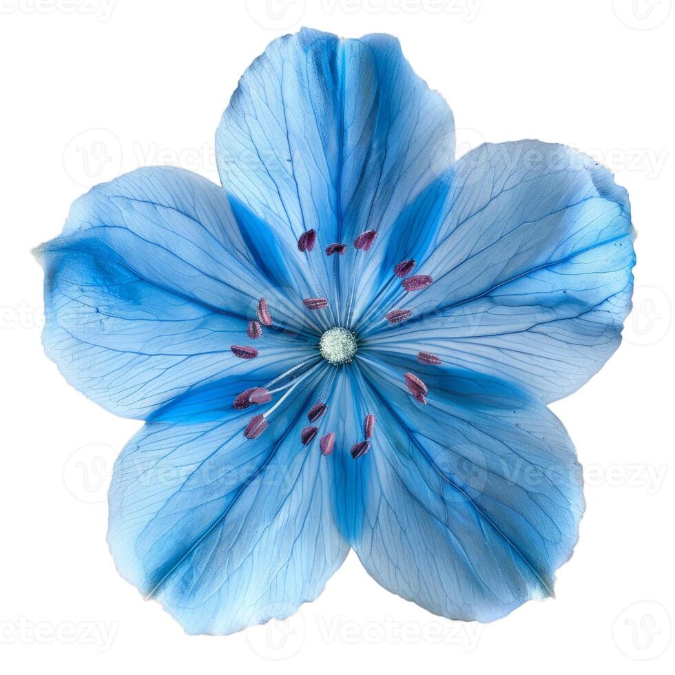 Light blue flower with detailed petals on white background photo
