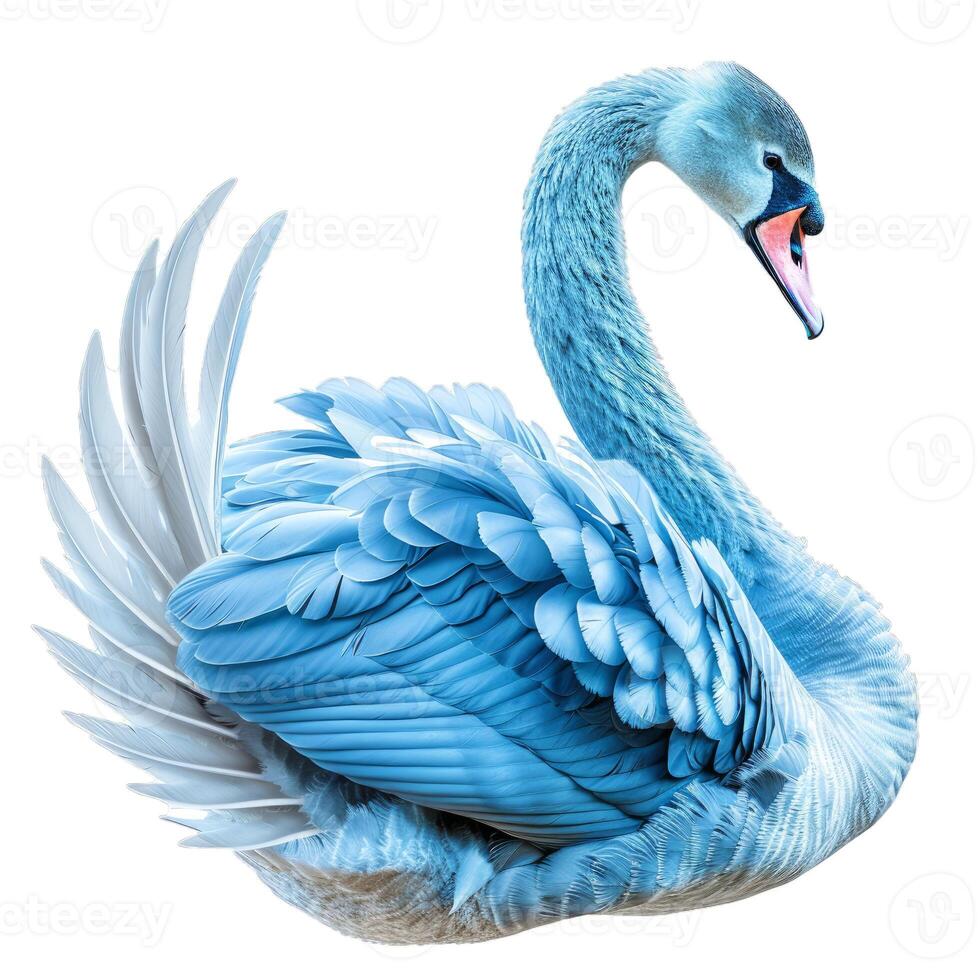 Blue swan showing beautiful plumage on white background photo