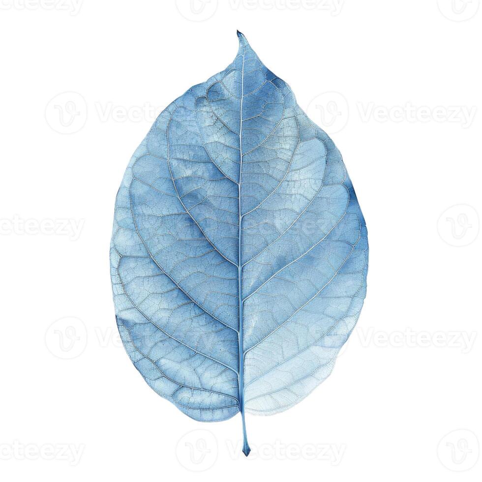Blue skeleton leaf showing veins and structure photo