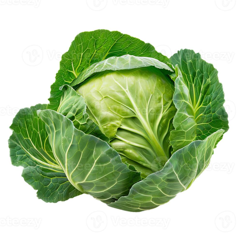 Fresh green cabbage with intact outer leaves isolated on white background photo