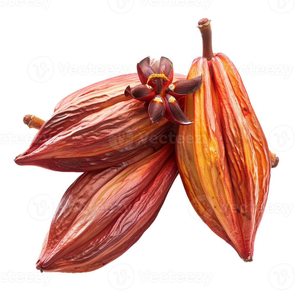 Three ripe cocoa pods with flower on white background photo