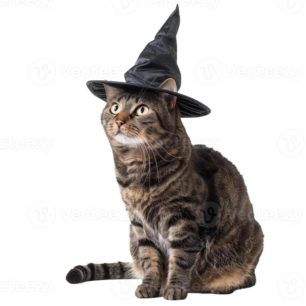 Tabby cat wearing witch hat looking up on white background photo