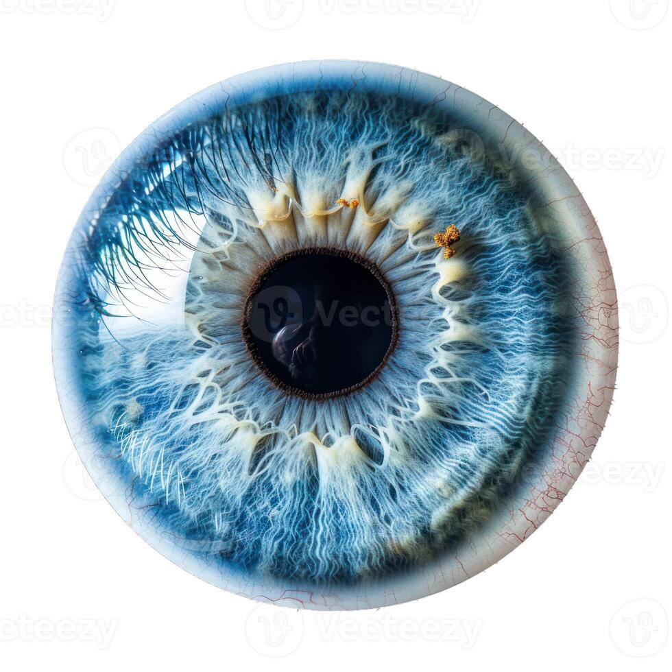Human eye showing iris and pupil detail photo