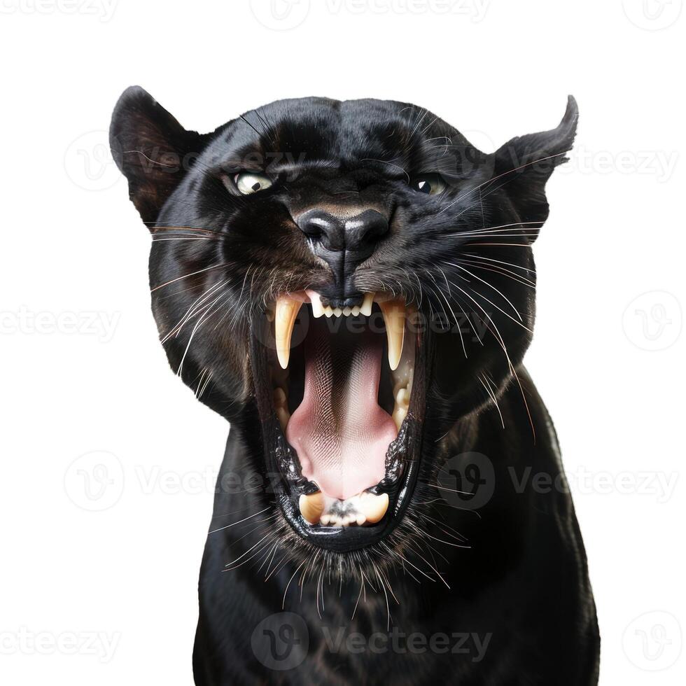 Black panther showing teeth growling with mouth open photo