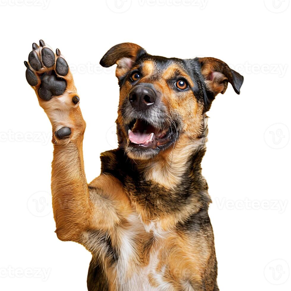 Happy dog raising paw giving high five photo