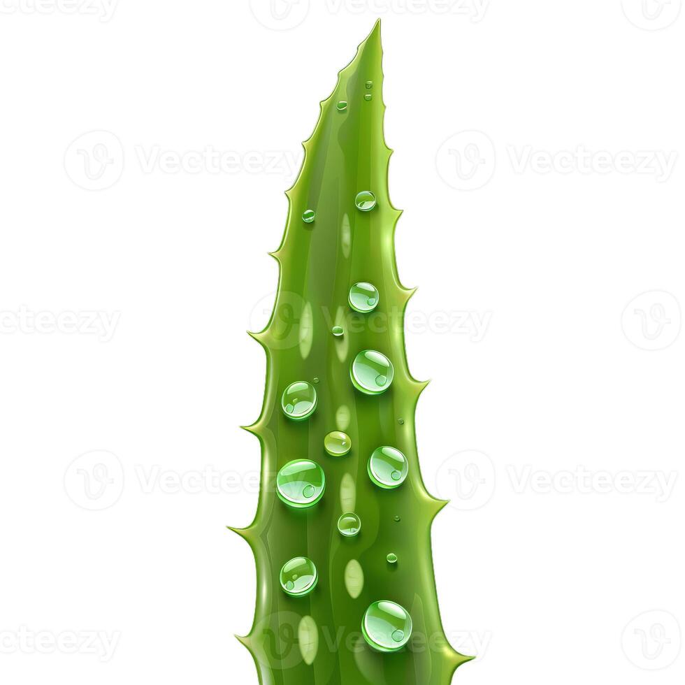 Aloe vera leaf with water drops on white background photo