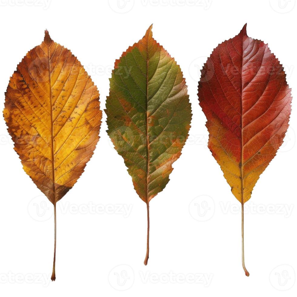 Three colorful cherry tree leaves changing color photo