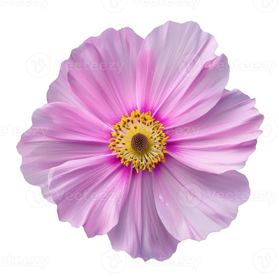 Beautiful pink cosmos flower blooming isolated on white background photo