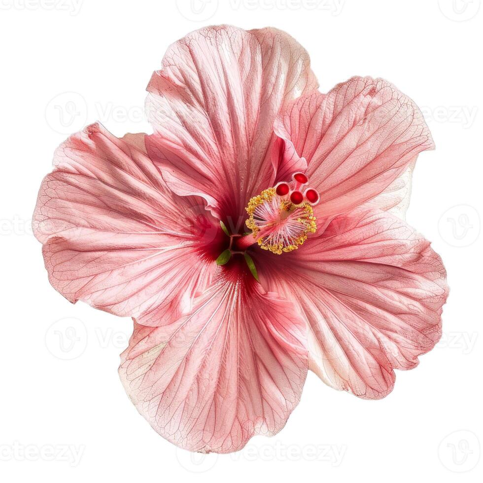 Pink hibiscus flower blooming isolated on white background photo