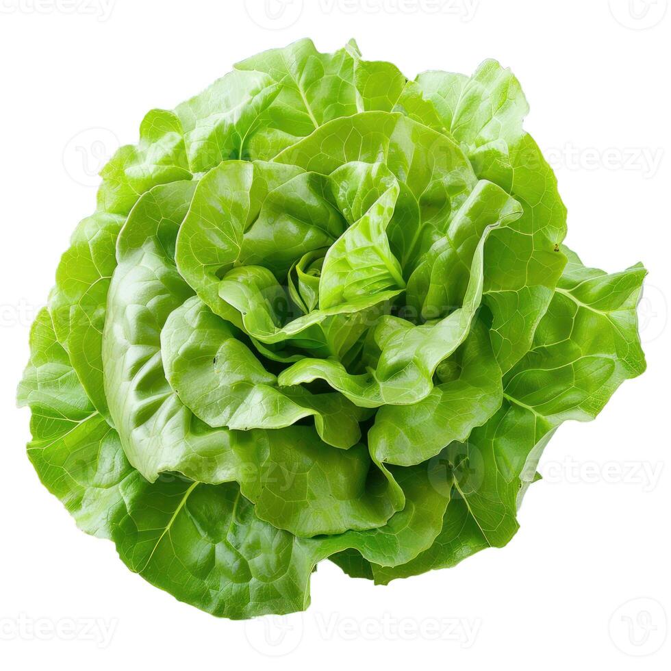 Fresh green butter lettuce forming a round head isolated on white background photo