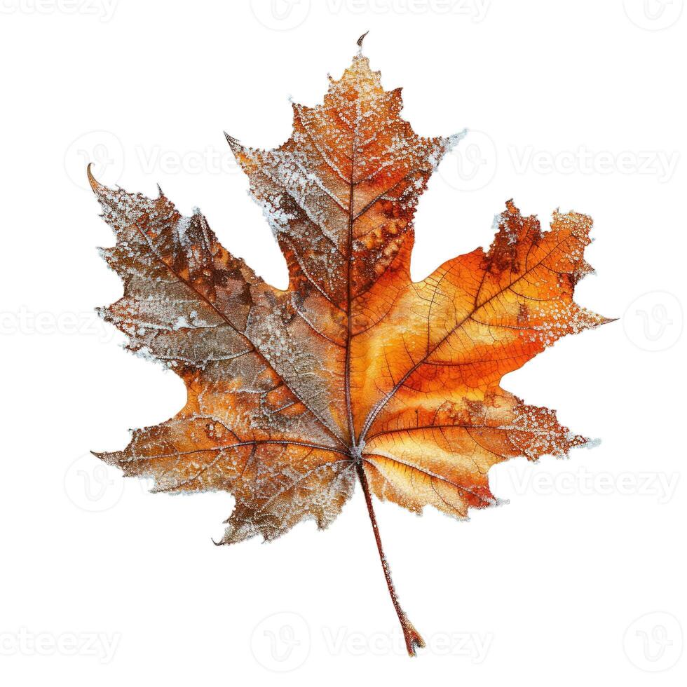 Frozen orange maple leaf isolated showing autumn colors photo