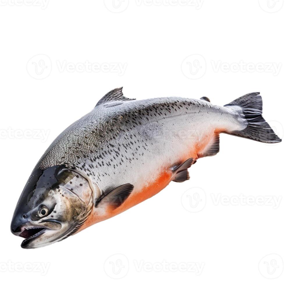 Fresh coho salmon fish isolated on white background photo
