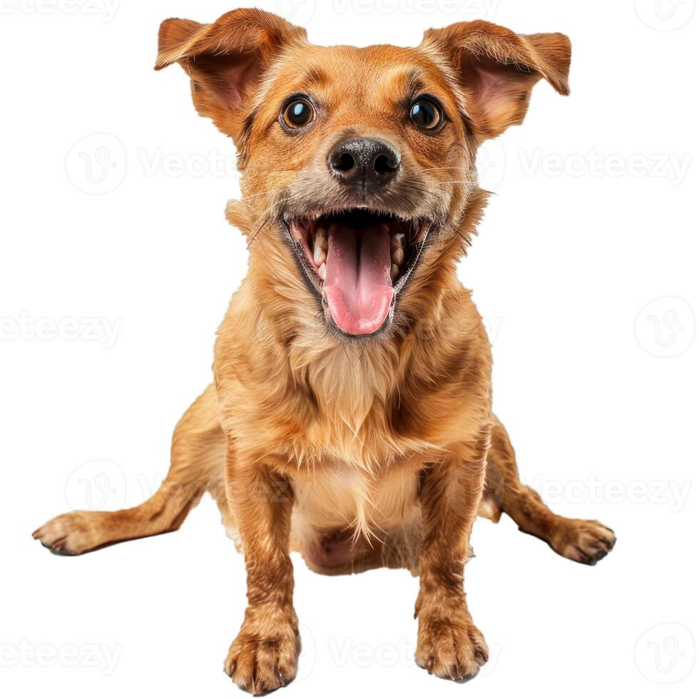 Happy dog is sitting and panting with tongue out photo