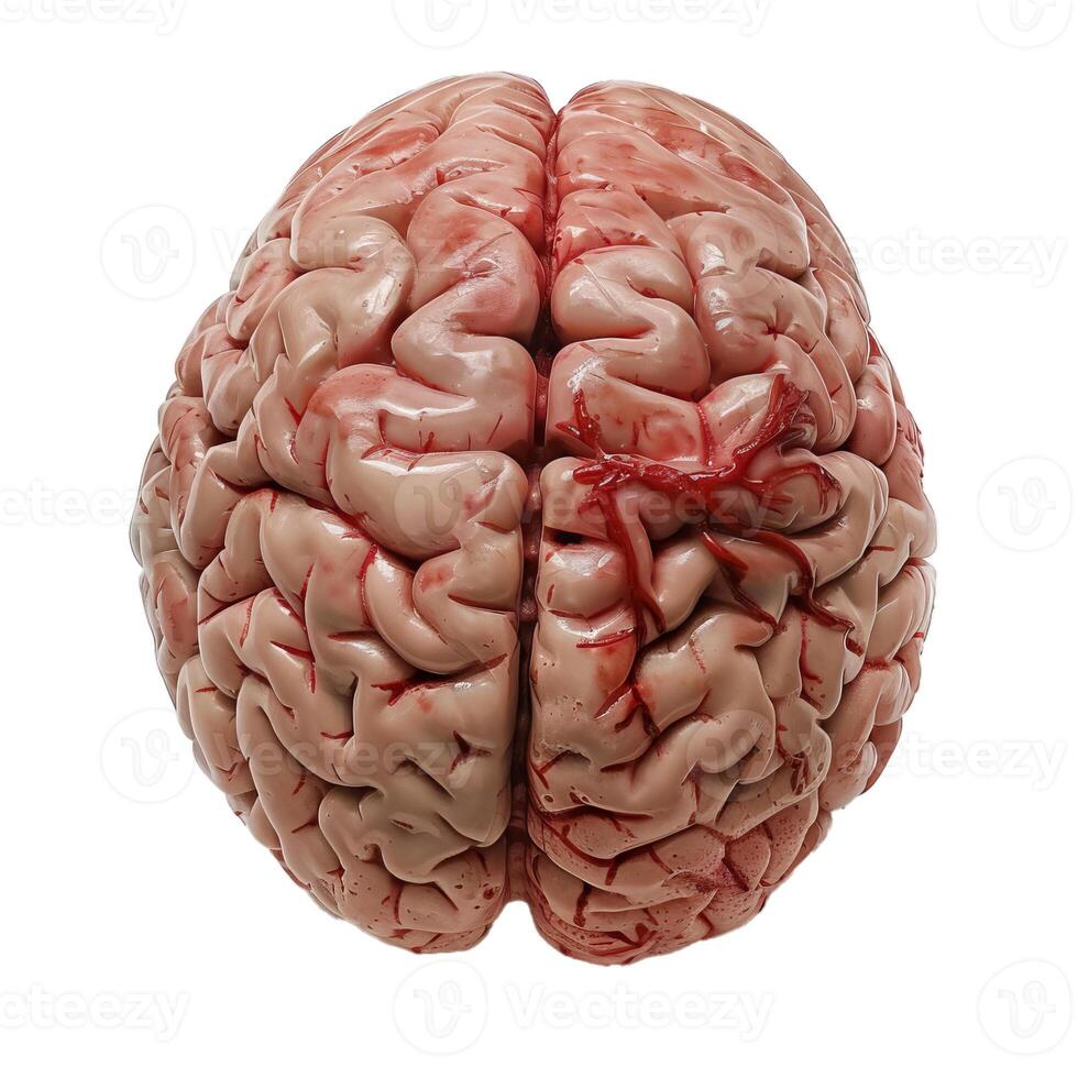 Realistic human brain model showing cerebral hemispheres on white background photo