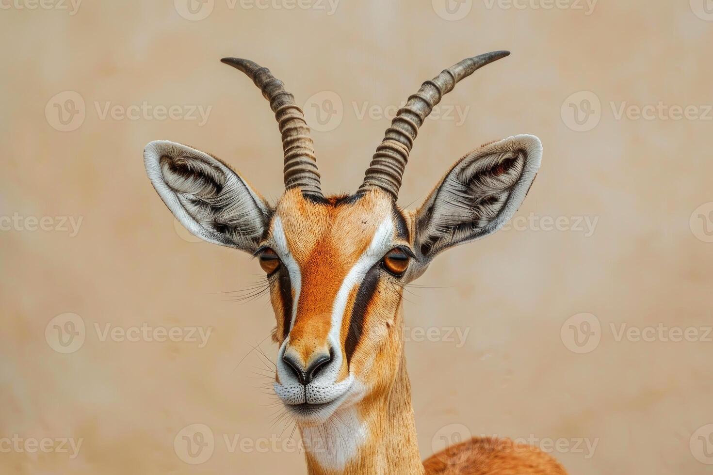 Thomson's gazelle standing and looking at camera in natural habitat photo