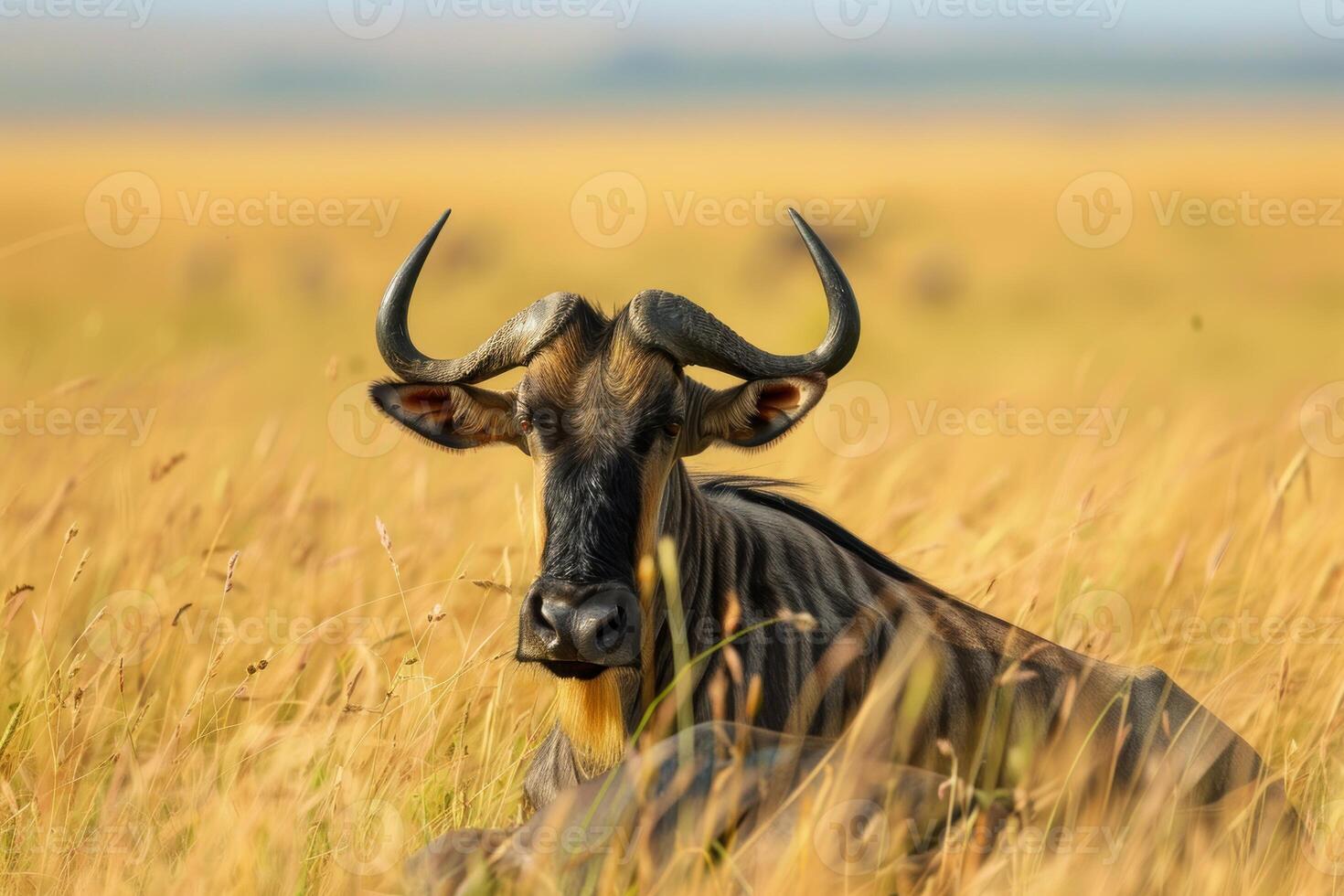 Blue wildebeest resting in tall golden grass photo
