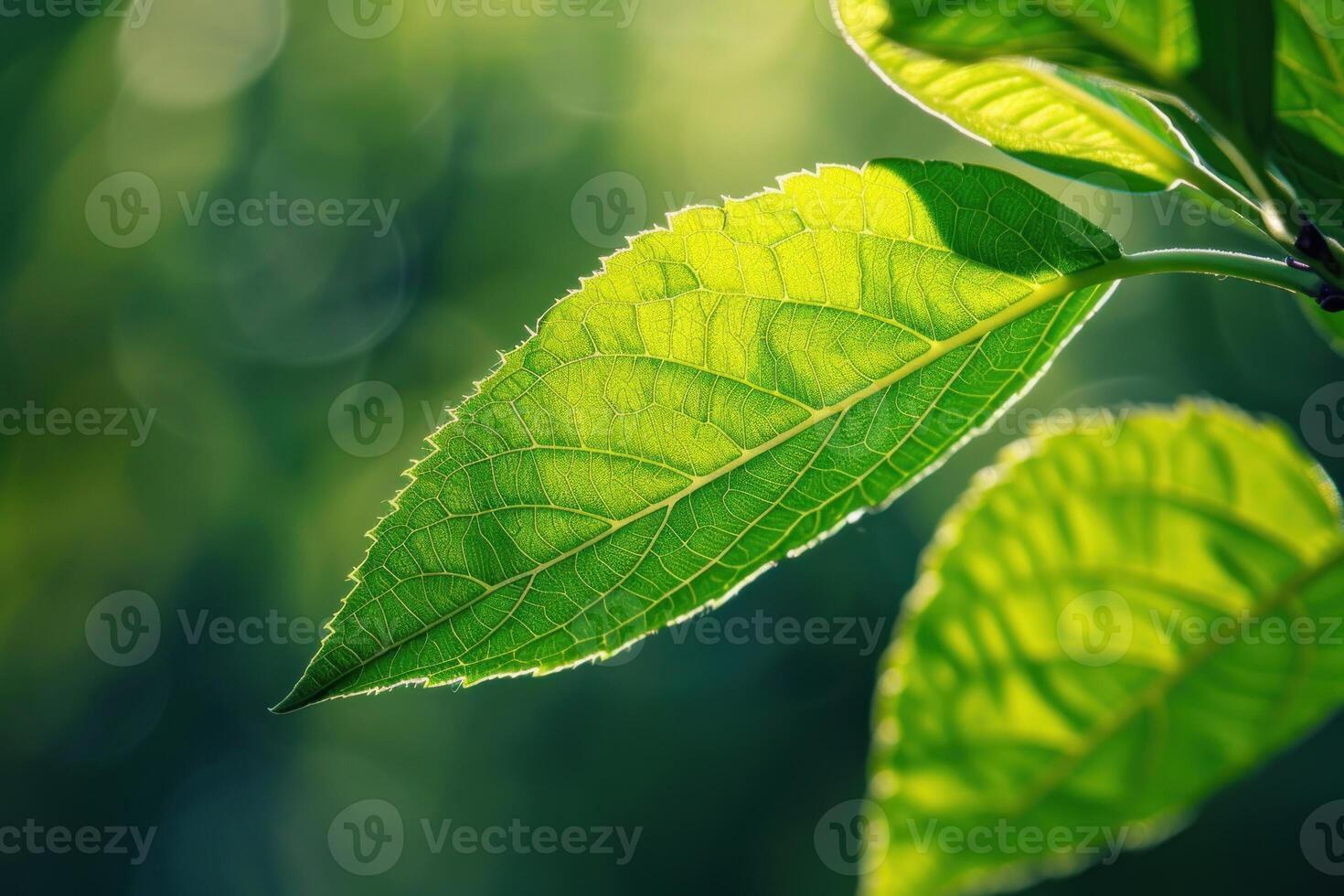 Green leaf shining in the sunlight with blurred background photo