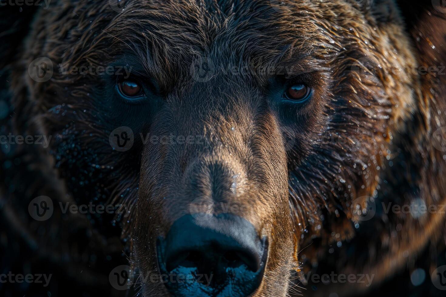 Big brown bear staring intently with piercing eyes photo