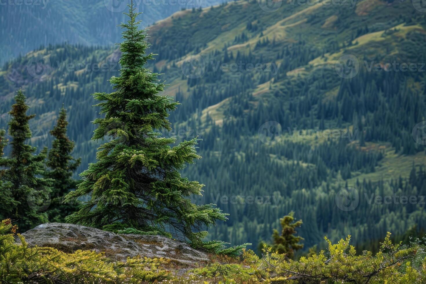 Lone pine tree growing on mountainside with coniferous forest photo