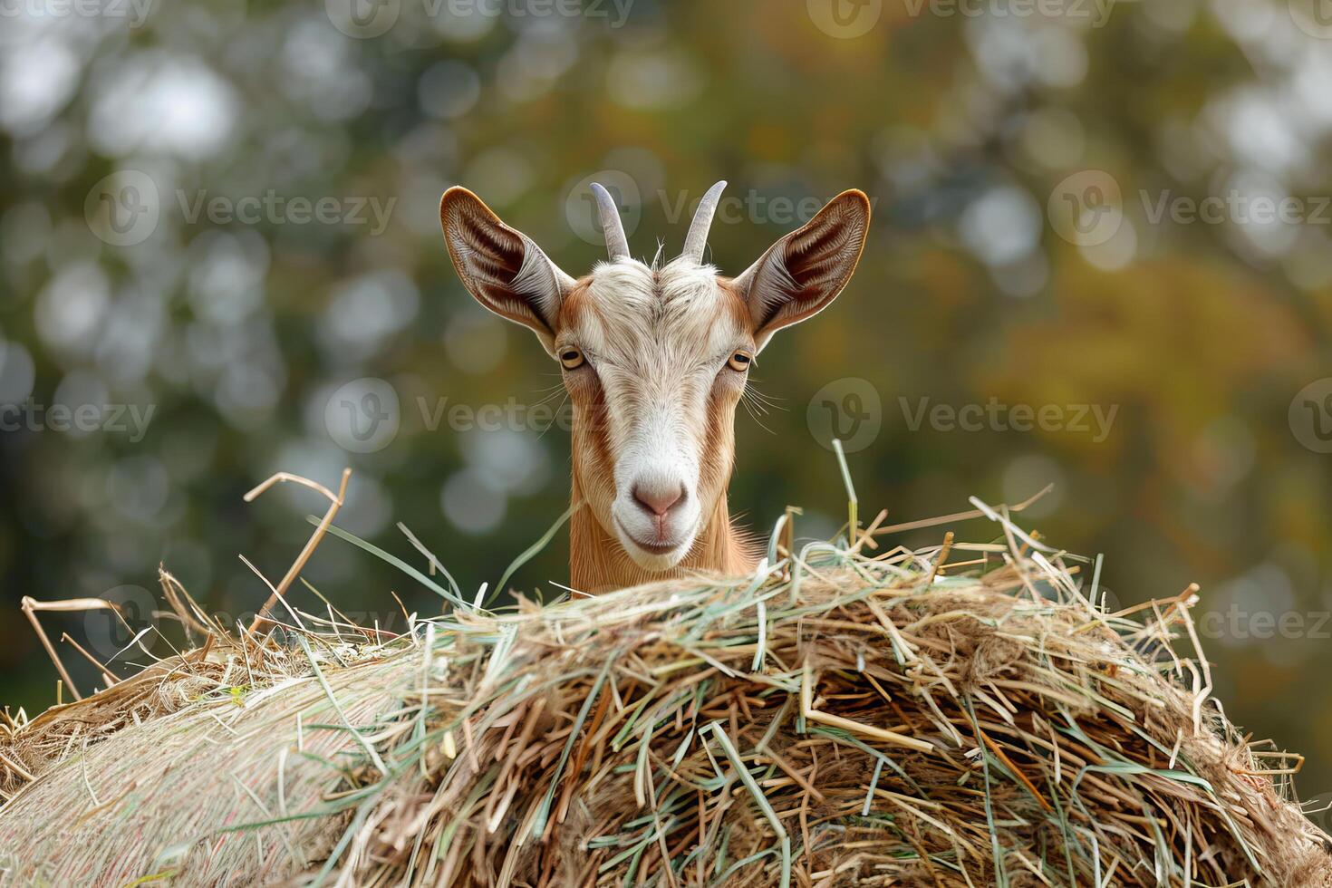 Goat looking over hay bale on farm photo