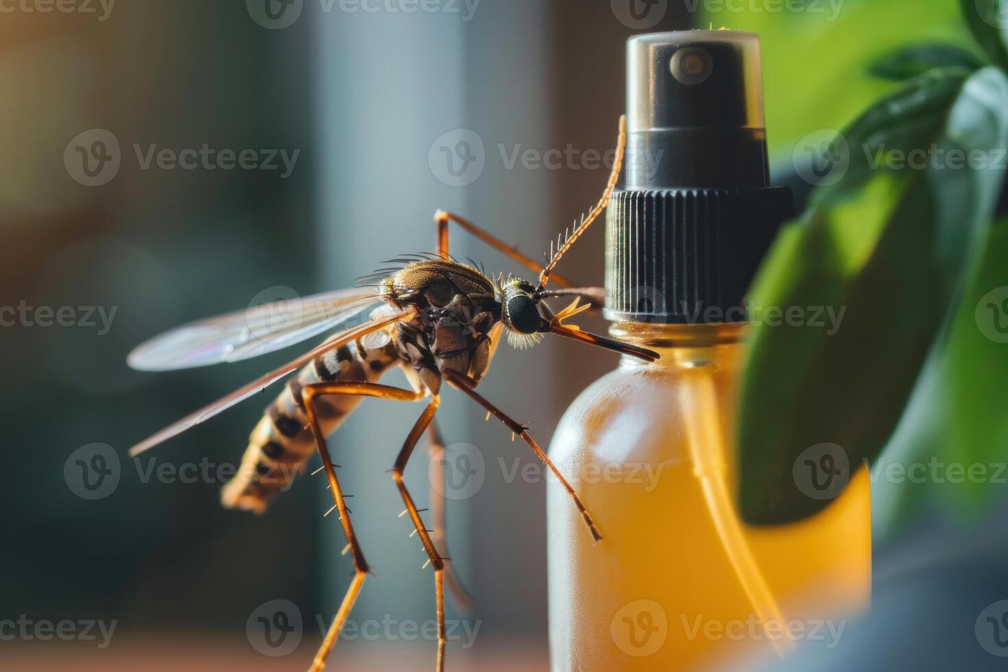 Dangerous aedes aegypti mosquito landing on a mosquito repellent spray bottle photo