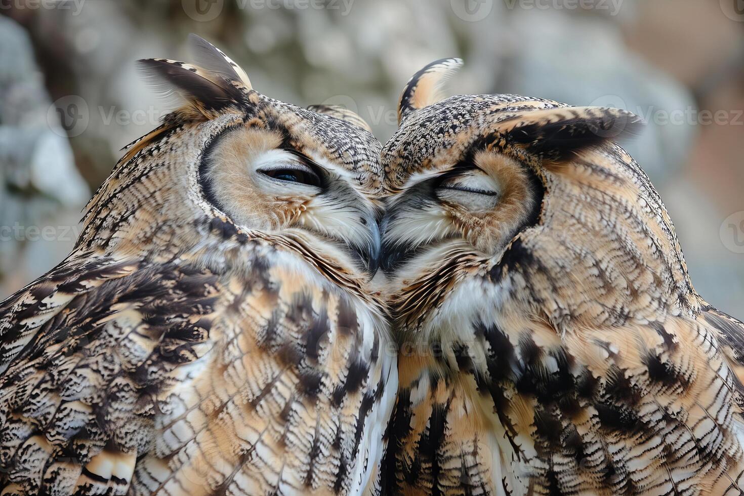 Two beautiful eagle owls showing affection by rubbing heads photo