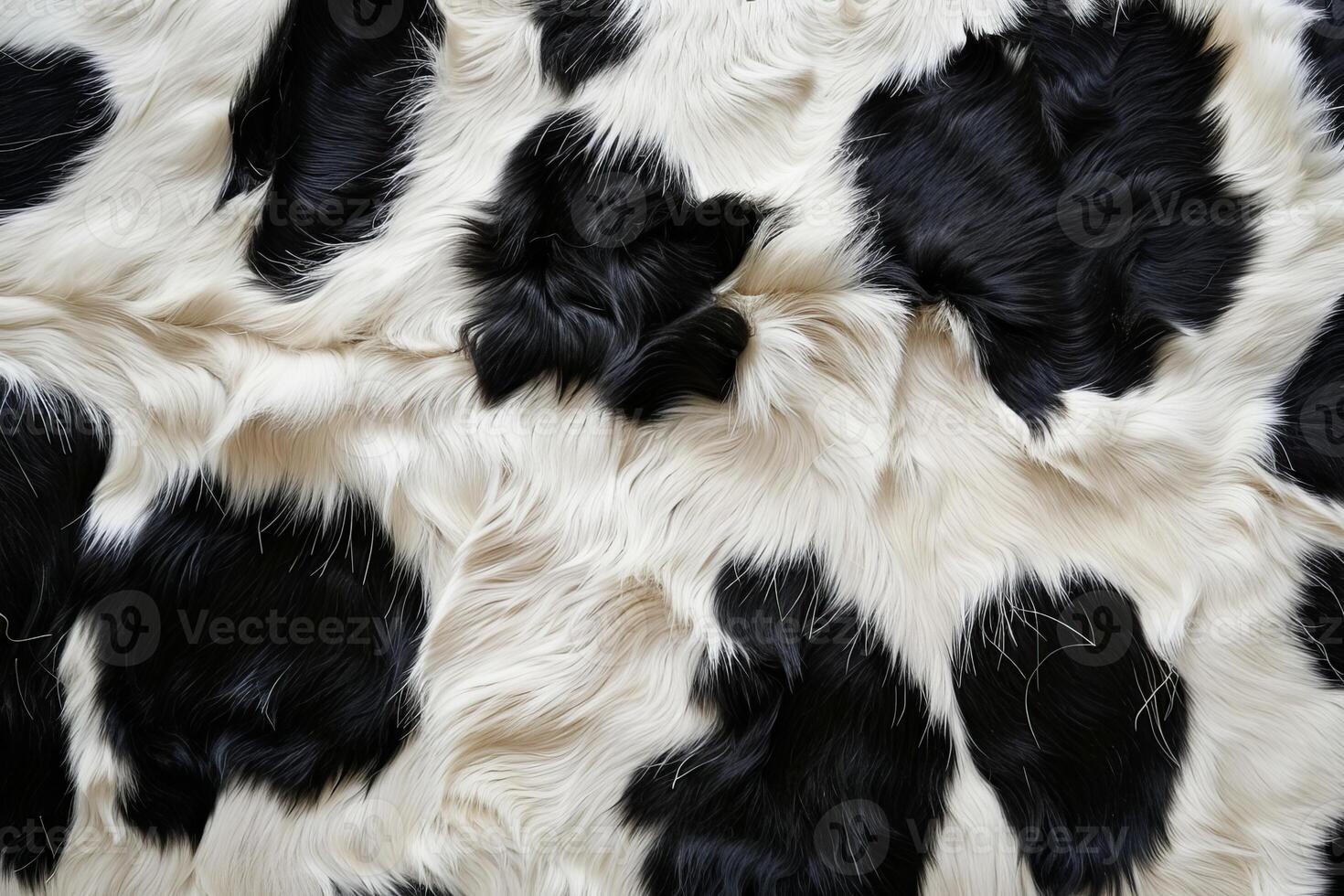 Real cow skin showing black and white pattern of fur as background photo