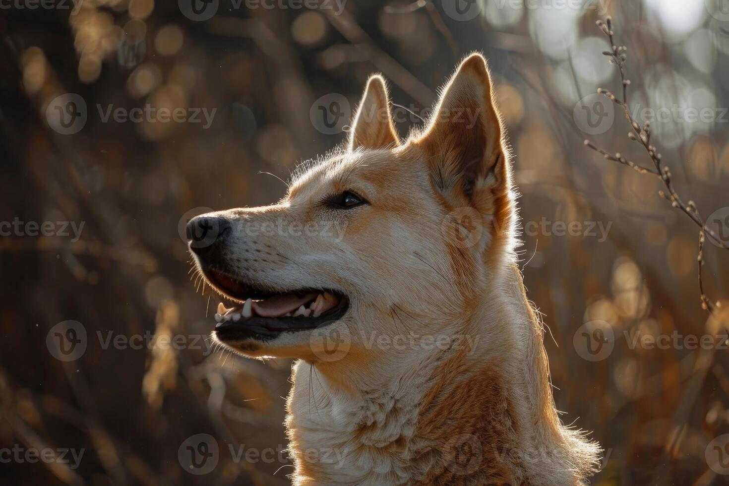 Tranquil dog enjoying the warm glow of a setting sun photo