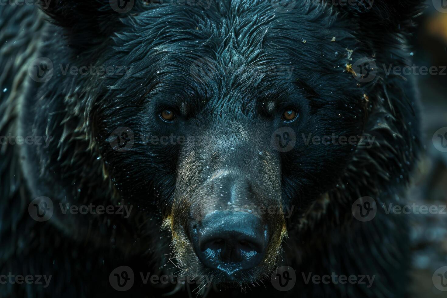 Wild black bear staring intensely with wet fur photo