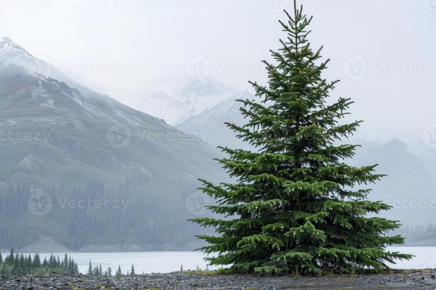 Lonely pine tree growing on the shore of a mountain lake photo