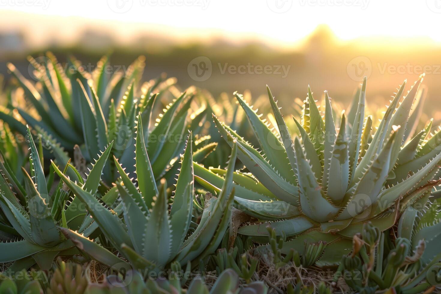 Many aloe vera plants growing during golden hour sunset photo