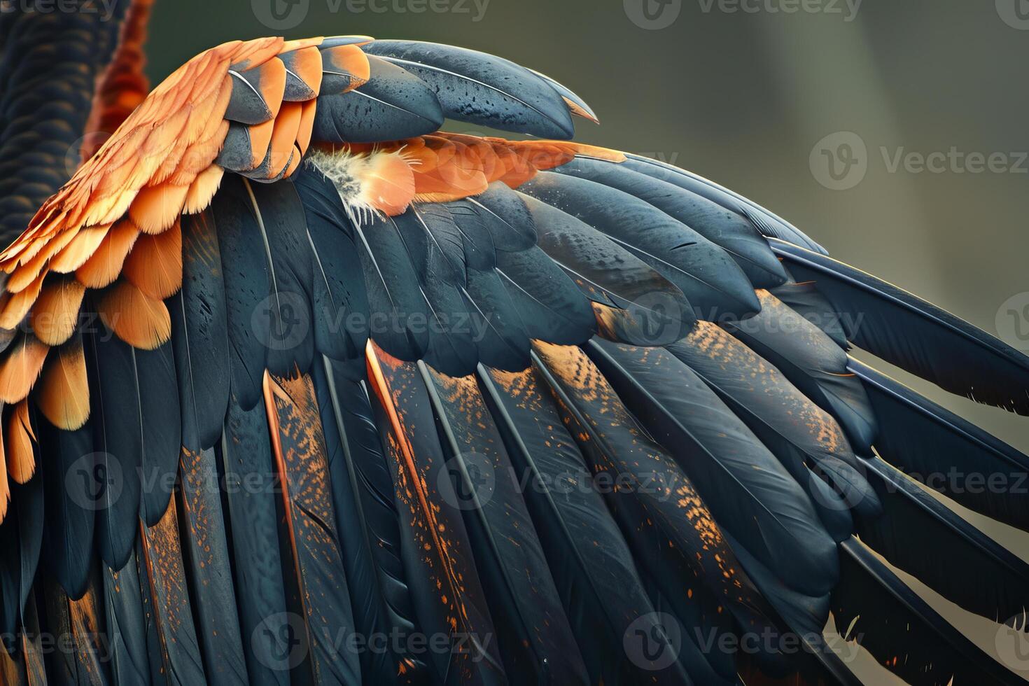 Close up of bird feathers showing intricate detail and texture photo