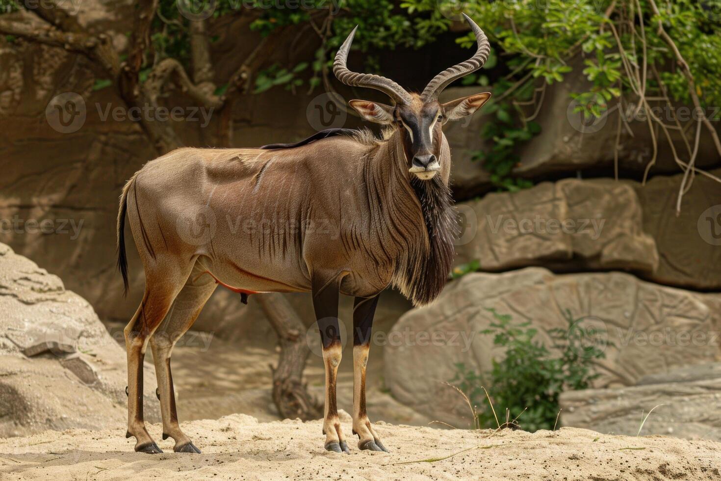 Majestic nyala standing proudly in a zoo enclosure photo