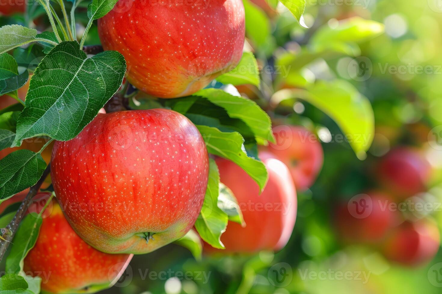 Ripe red apples growing on branch in orchard photo