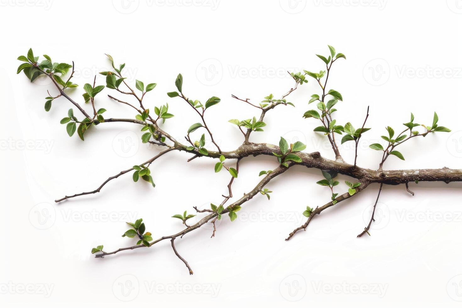 Branch with small green leaves growing on white background photo