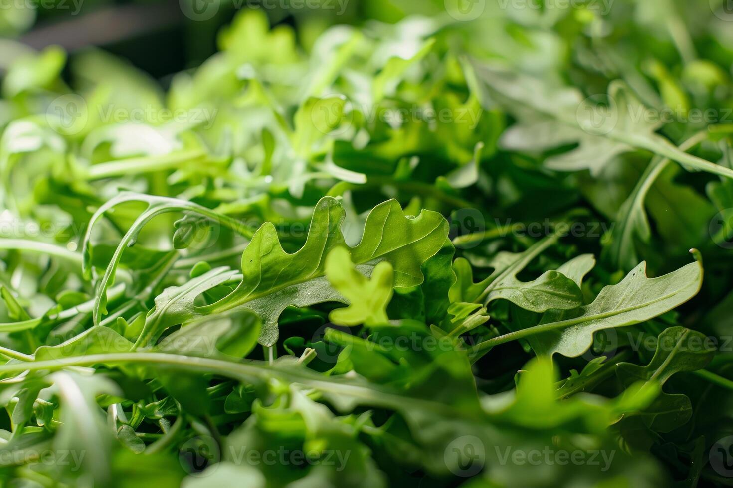 Fresh green arugula leaves forming arugula background photo