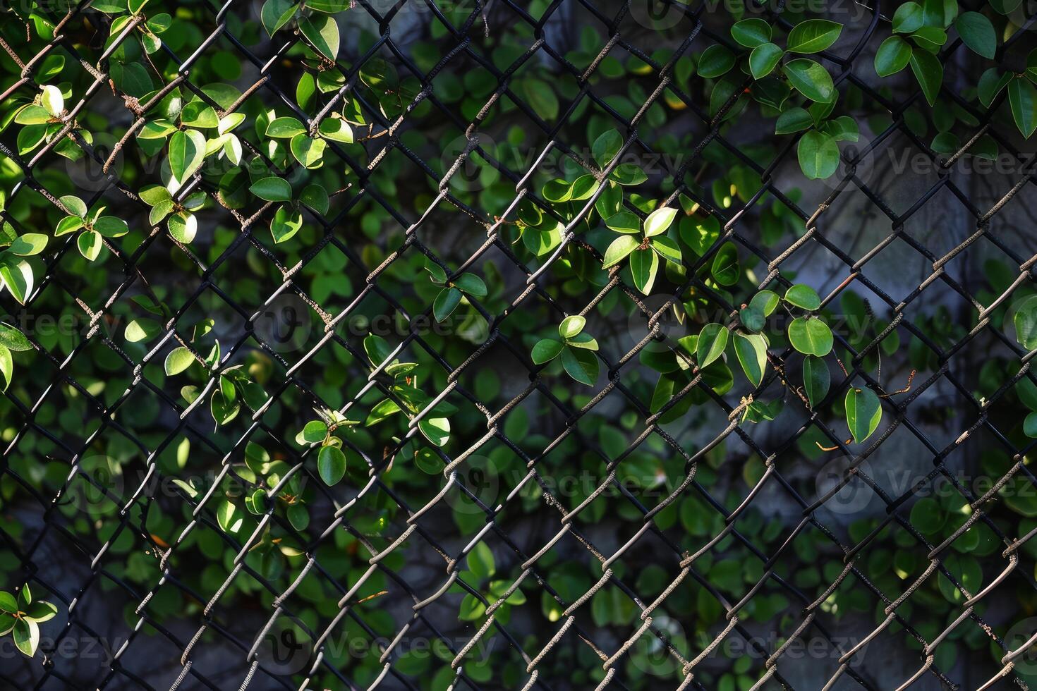 Green leaves growing on a chain link fence photo