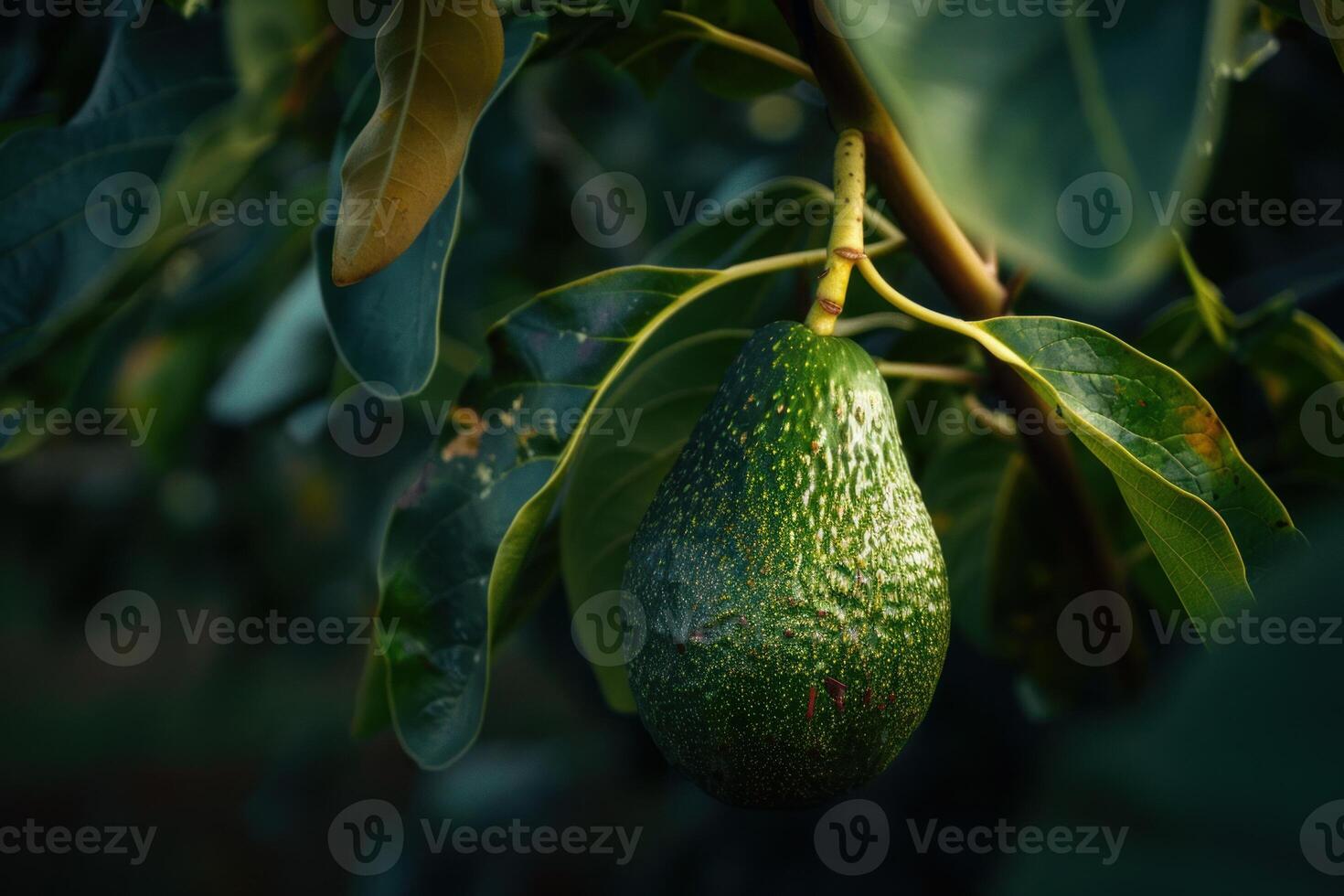 Single avocado growing from avocado tree branch photo