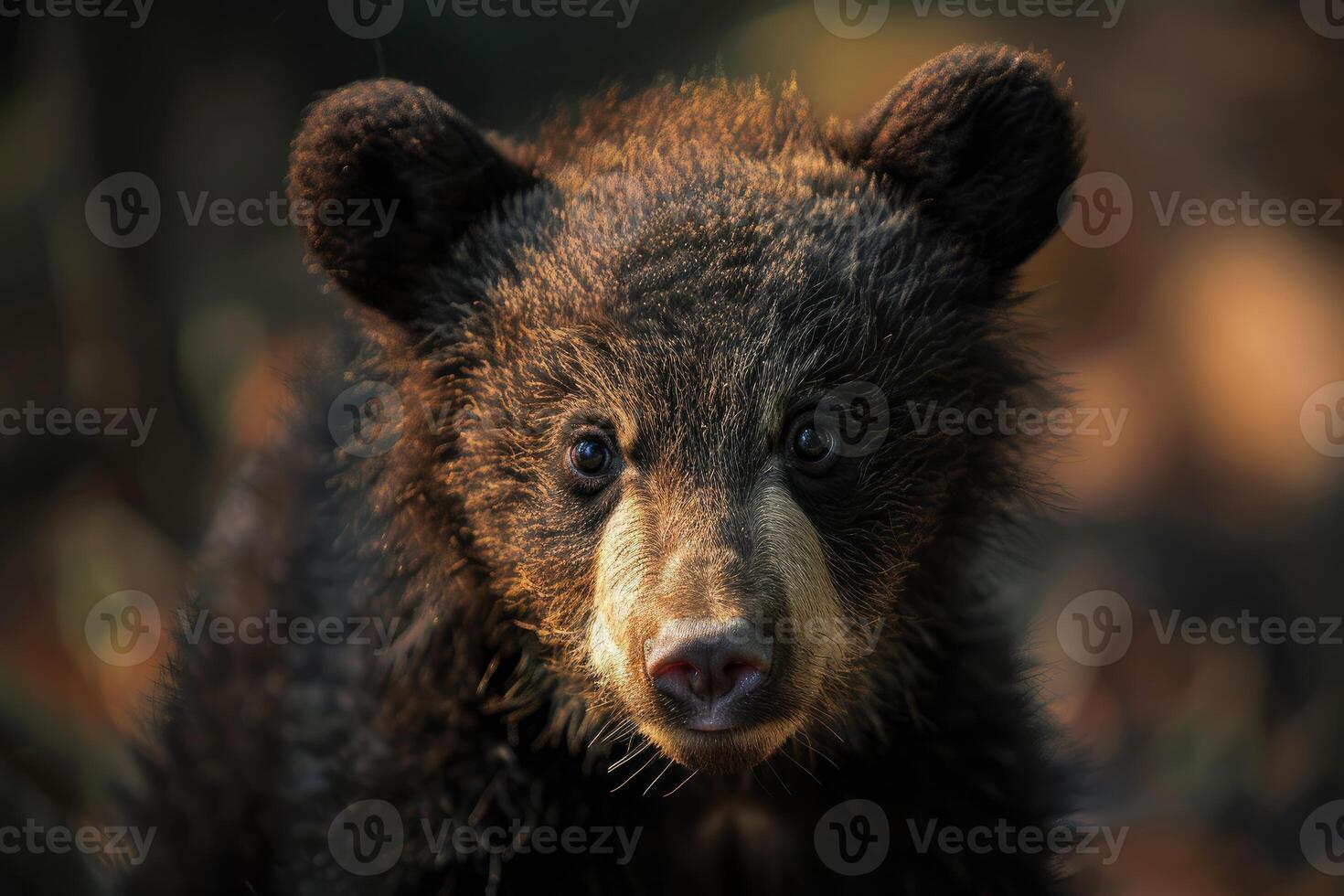 Portrait of a wild black bear cub looking at the camera photo