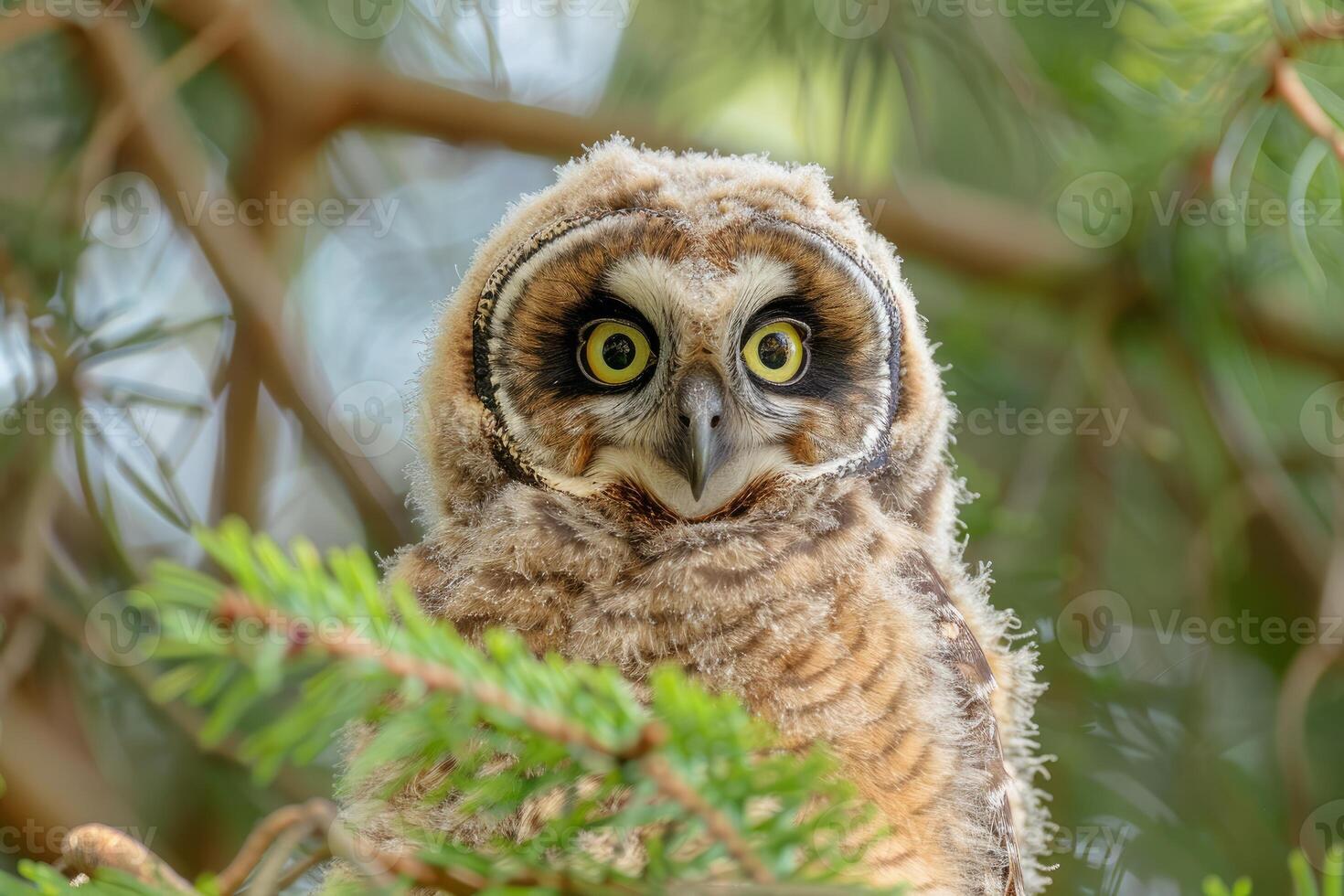Northern saw whet owl owlet perched in a pine tree photo